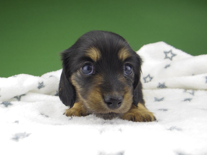 カニンヘン ダックスフンド シール & ブルース ブラックタン 女の子