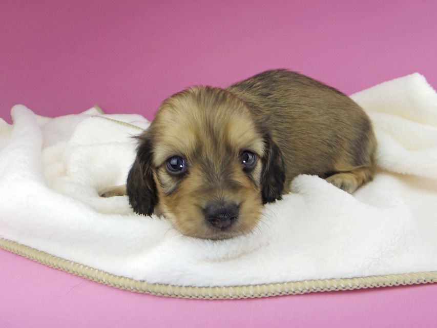 カニンヘンダックスフンド クム & スカッシュの子犬 イエロー 男の子 お写真初登場_IGP9784 カニンヘンダックスフンド クム & スカッシュの子犬 イエロー 男の子 お写真初登場