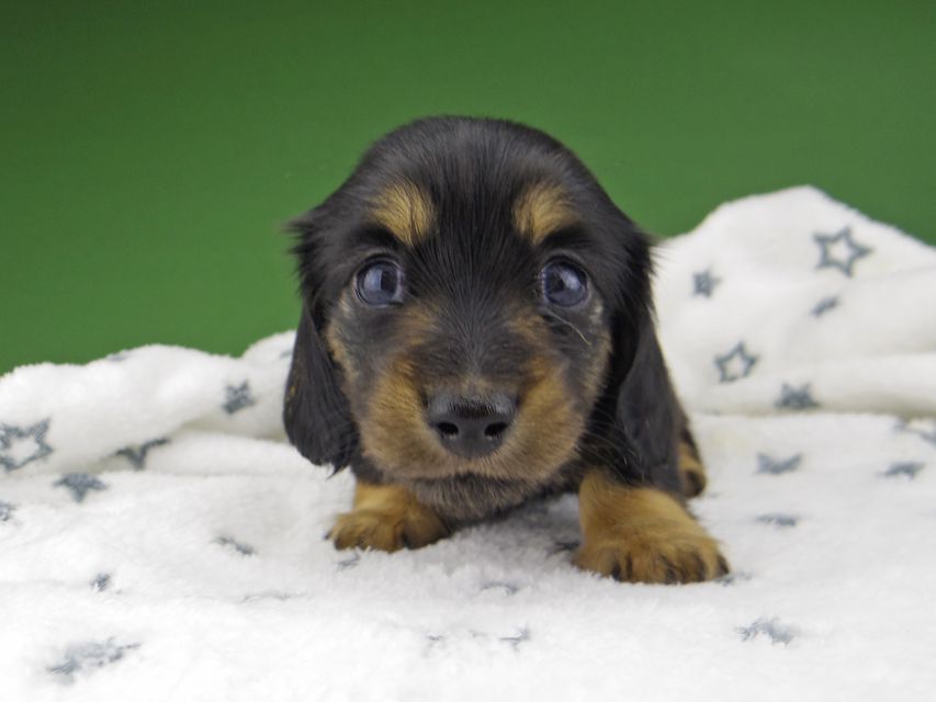 カニンヘン ダックスフンド シール & ブルース ブラックタン 女の子