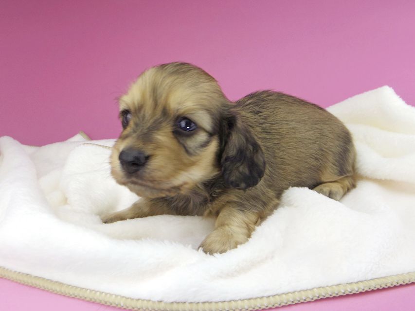 カニンヘンダックスフンド クム & スカッシュの子犬 イエロー 男の子 お写真初登場_IGP9787 カニンヘンダックスフンド クム & スカッシュの子犬 イエロー 男の子 お写真初登場