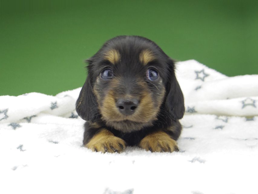 カニンヘン ダックスフンド シール & ブルース ブラックタン 女の子