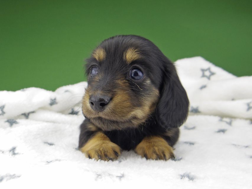 カニンヘン ダックスフンド シール & ブルース ブラックタン 女の子