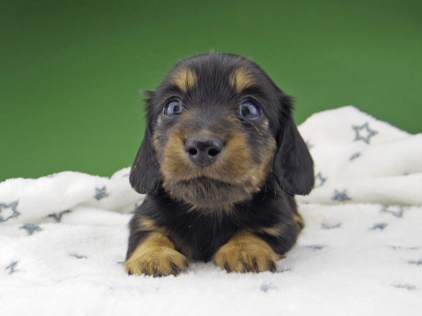 カニンヘン ダックスフンド シール & ブルース ブラックタン 女の子
