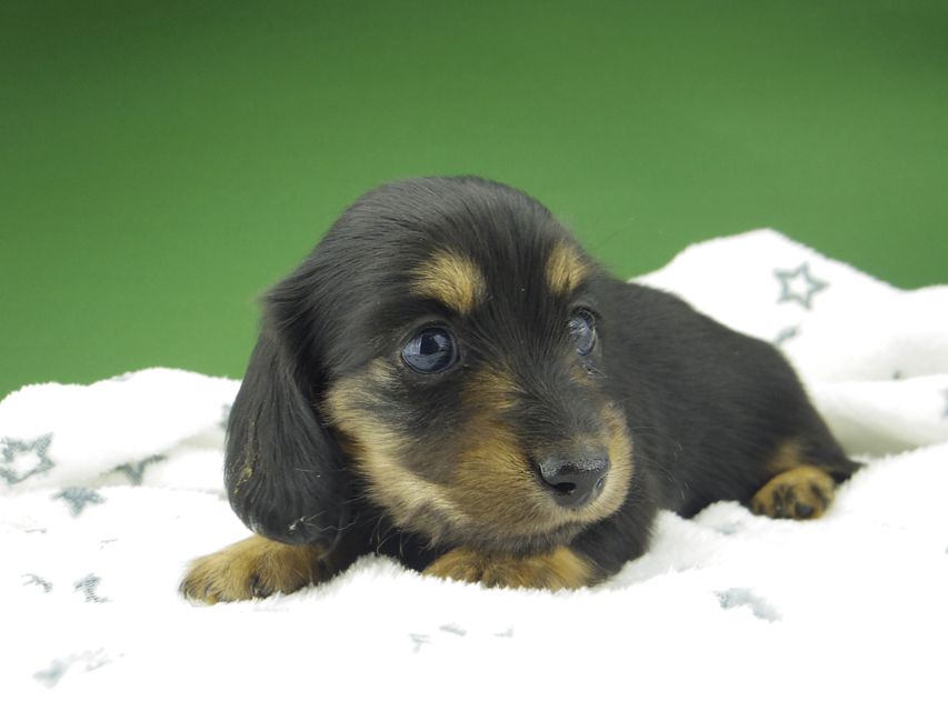 カニンヘン ダックスフンド シール & ブルース ブラックタン 女の子