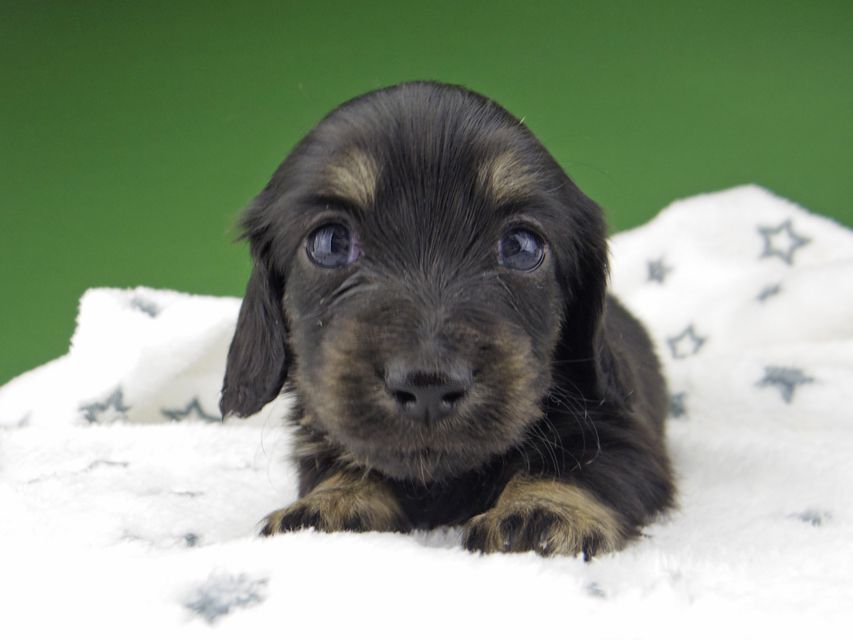 カニンヘン ダックスフンド シール & ブルース ブラックイエロー（ブラッククリーム） 女の子