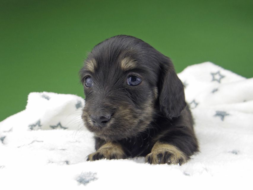 カニンヘン ダックスフンド シール & ブルース ブラックイエロー（ブラッククリーム） 女の子