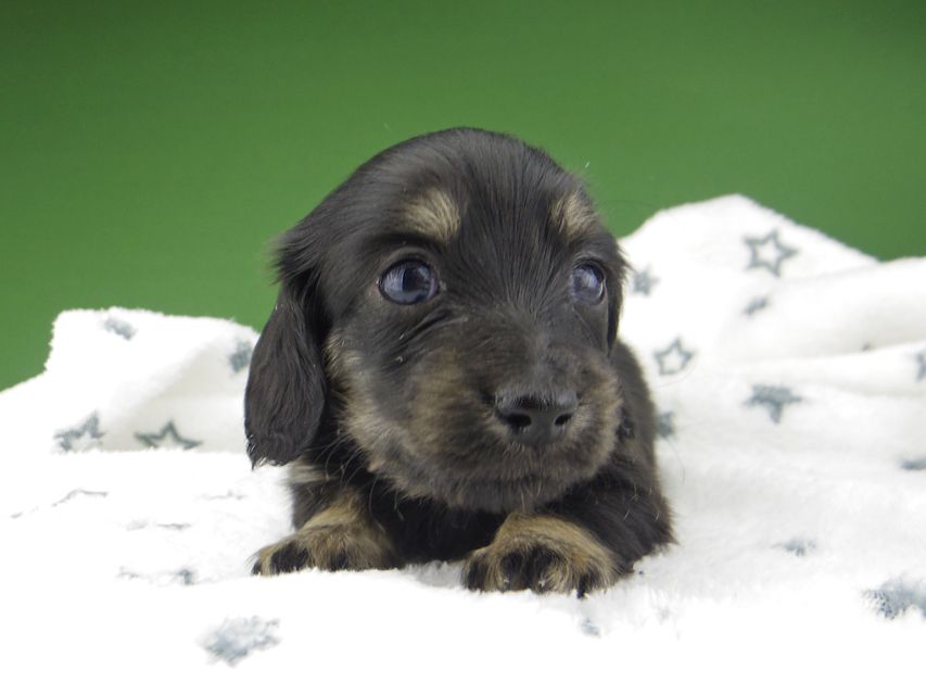 カニンヘン ダックスフンド シール & ブルース ブラックイエロー（ブラッククリーム） 女の子