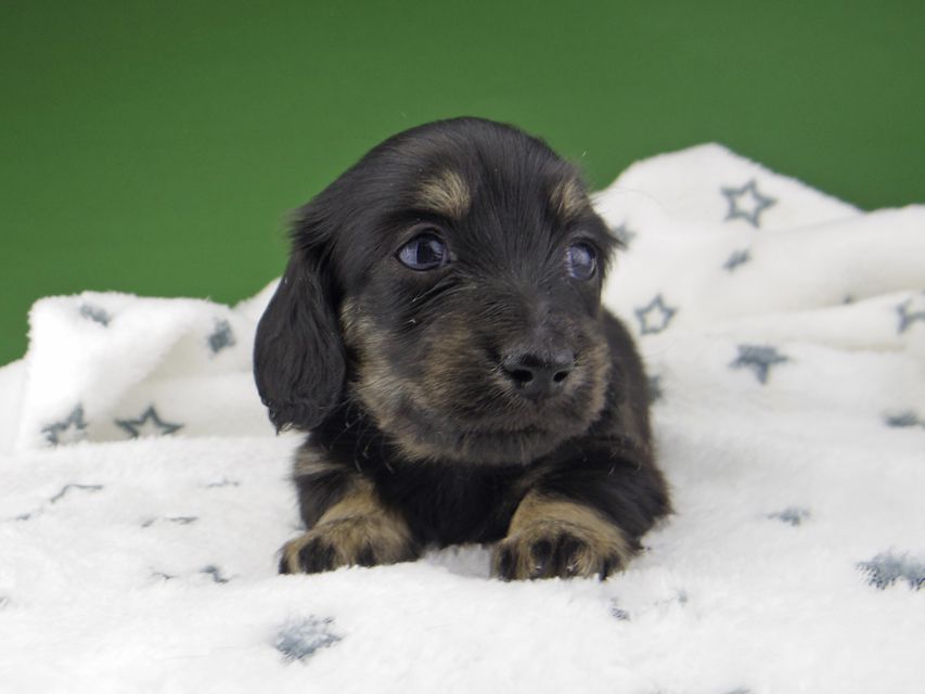 カニンヘン ダックスフンド シール & ブルース ブラックイエロー（ブラッククリーム） 女の子