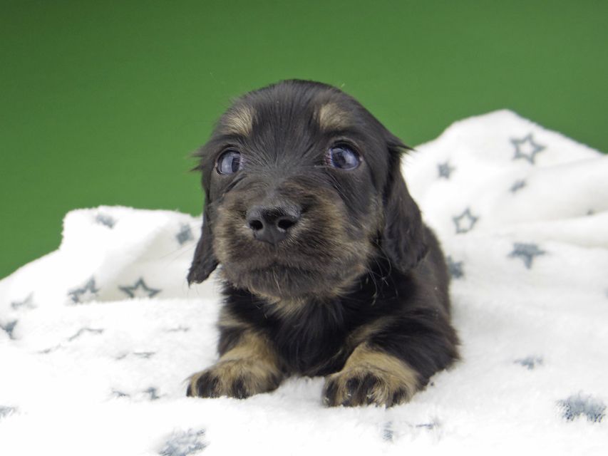 カニンヘン ダックスフンド シール & ブルース ブラックイエロー（ブラッククリーム） 女の子