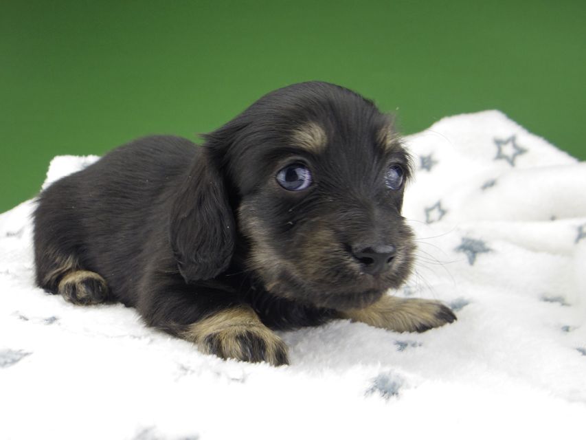 カニンヘン ダックスフンド シール & ブルース ブラックイエロー（ブラッククリーム） 女の子