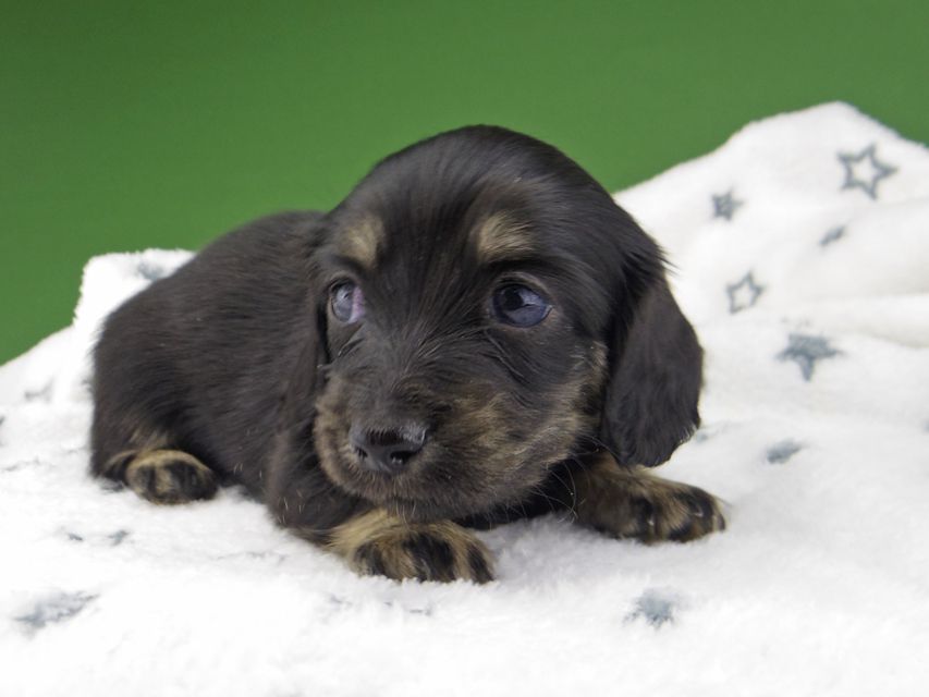 カニンヘン ダックスフンド シール & ブルース ブラックイエロー（ブラッククリーム） 女の子