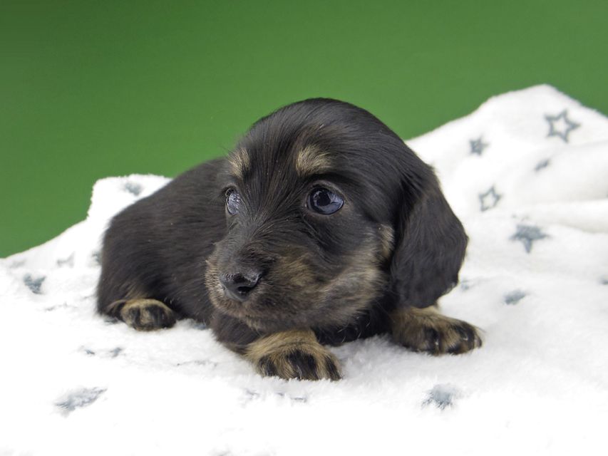 カニンヘン ダックスフンド シール & ブルース ブラックイエロー（ブラッククリーム） 女の子