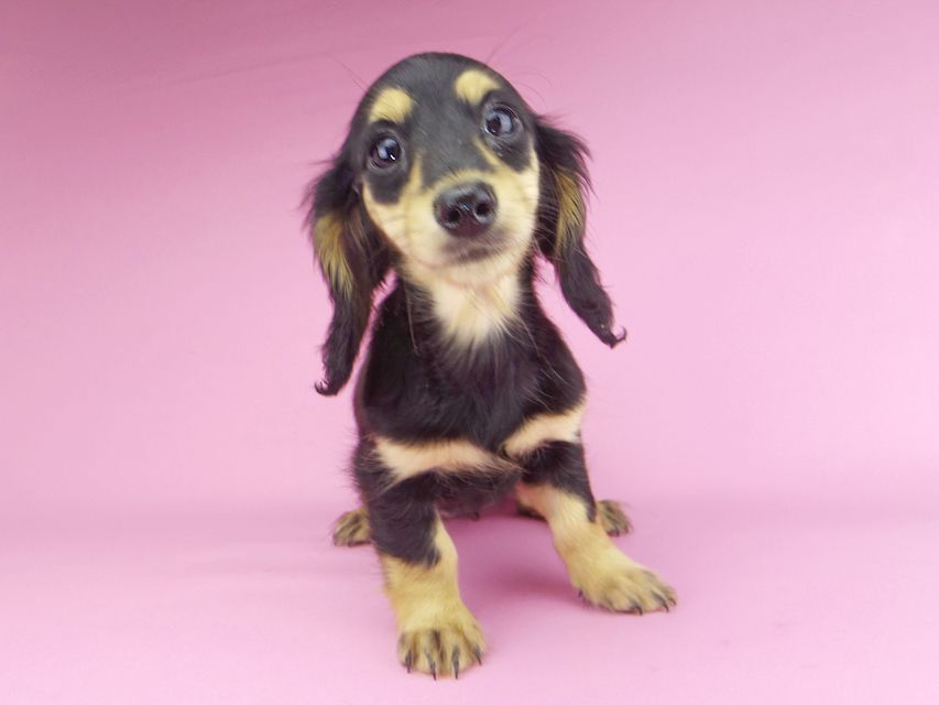 カニンヘンダックスフンド ビーmt & ボンmtの子犬 ブラックイエロー（ブラッククリーム） 女の子