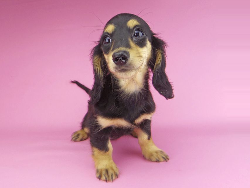 カニンヘンダックスフンド ビーmt & ボンmtの子犬 ブラックイエロー（ブラッククリーム） 女の子