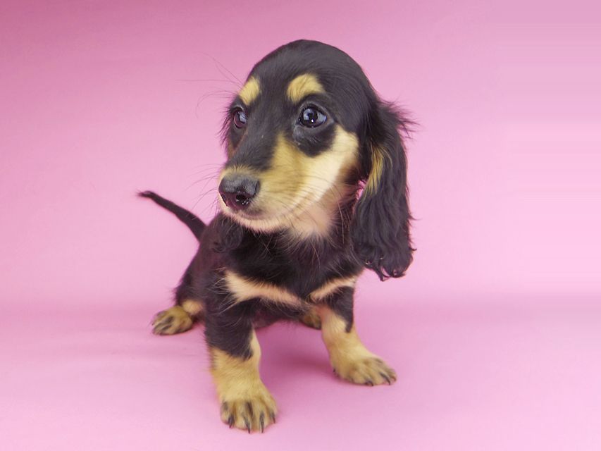 カニンヘンダックスフンド ビーmt & ボンmtの子犬 ブラックイエロー（ブラッククリーム） 女の子