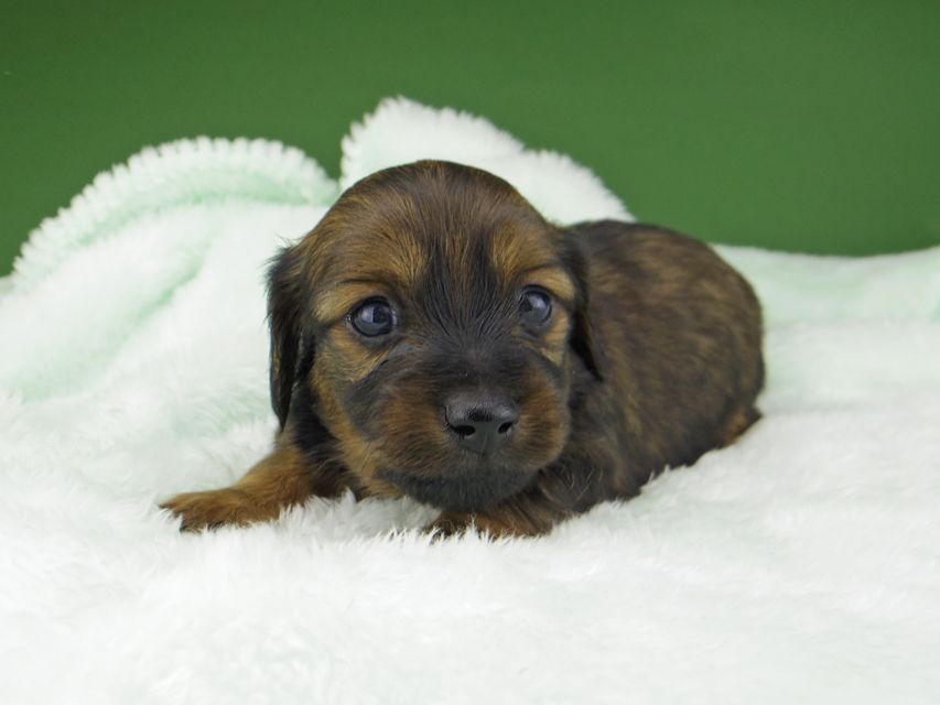 カニンヘン ダックスフンド サファリ & 竹千代 レッド 男の子