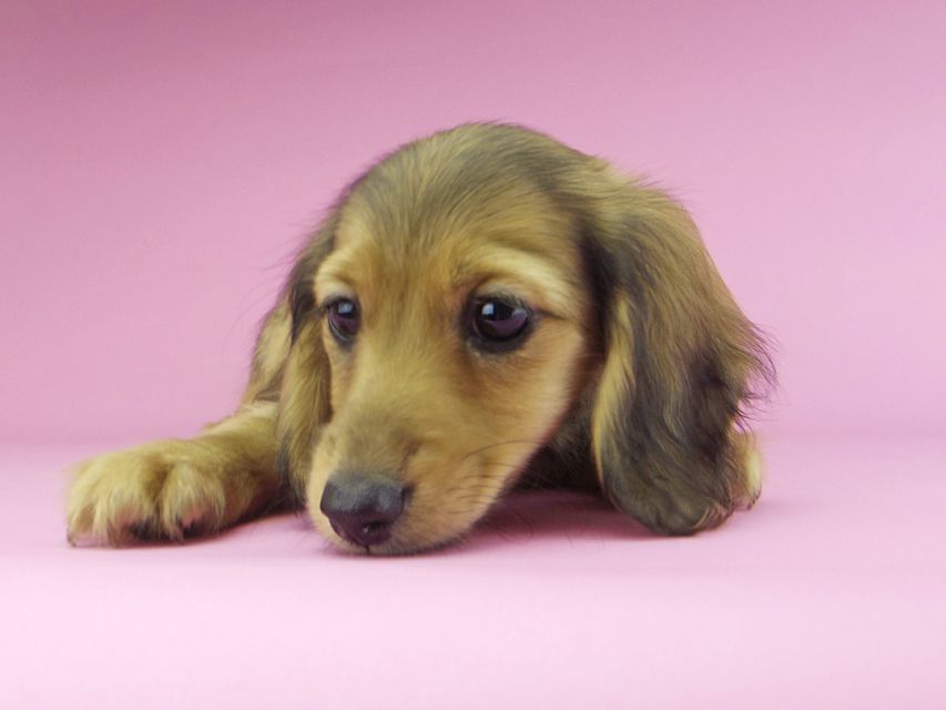 カニンヘンダックスフンド ビーmt & ボンmtの子犬 シェーデットイエロー（シェーデットクリーム） 女の子