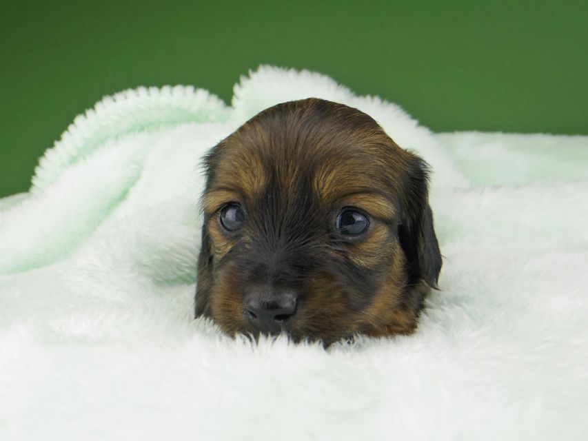 カニンヘン ダックスフンド サファリ & 竹千代 レッド 男の子