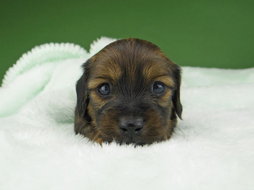 カニンヘン ダックスフンド サファリ & 竹千代 レッド 男の子