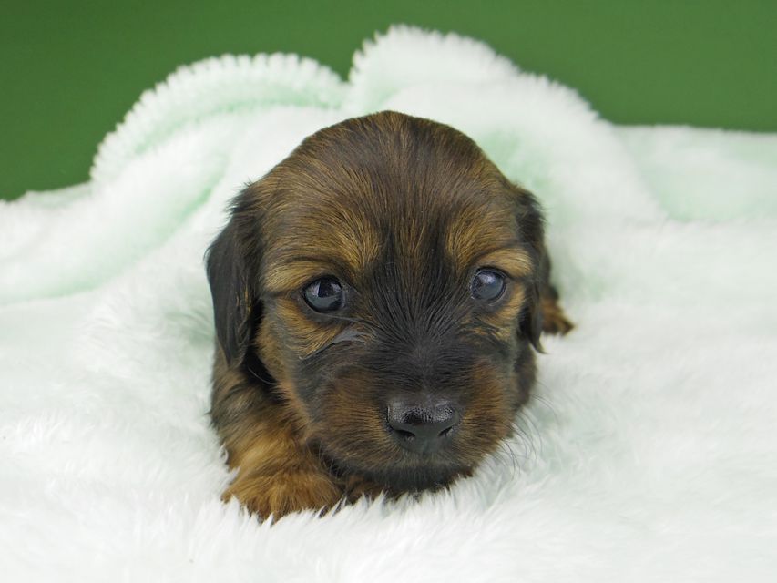 カニンヘン ダックスフンド サファリ & 竹千代 レッド 男の子