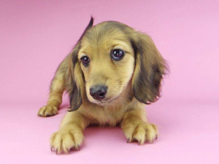 カニンヘンダックスフンド ビーmt & ボンmtの子犬 シェーデットイエロー（シェーデットクリーム） 女の子