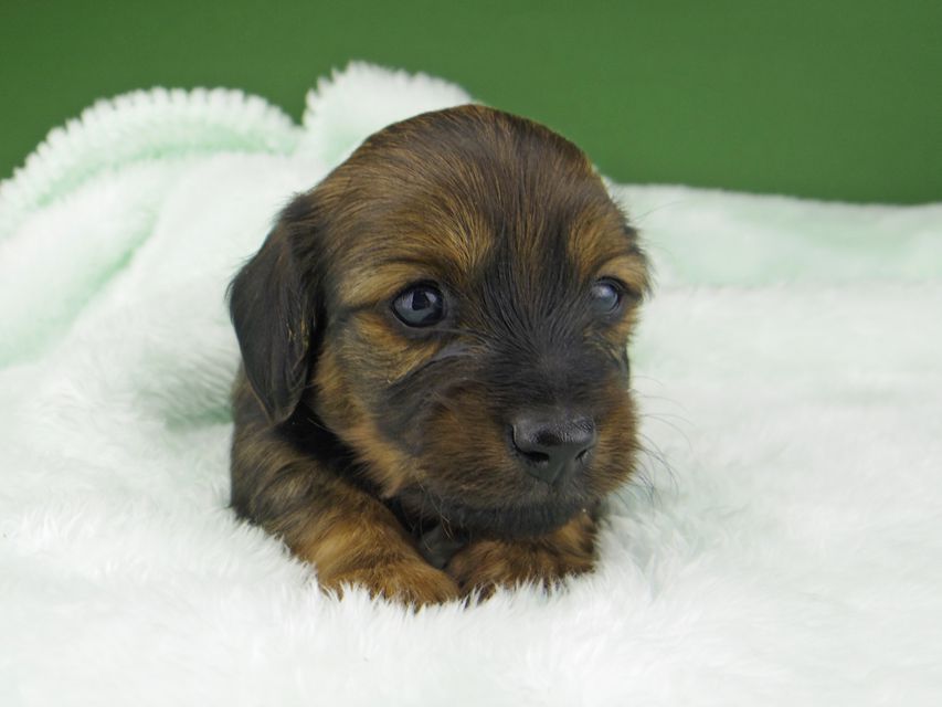 カニンヘン ダックスフンド サファリ & 竹千代 レッド 男の子