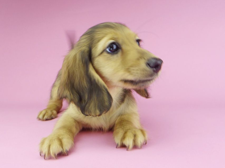 カニンヘンダックスフンド ビーmt & ボンmtの子犬 シェーデットイエロー（シェーデットクリーム） 女の子