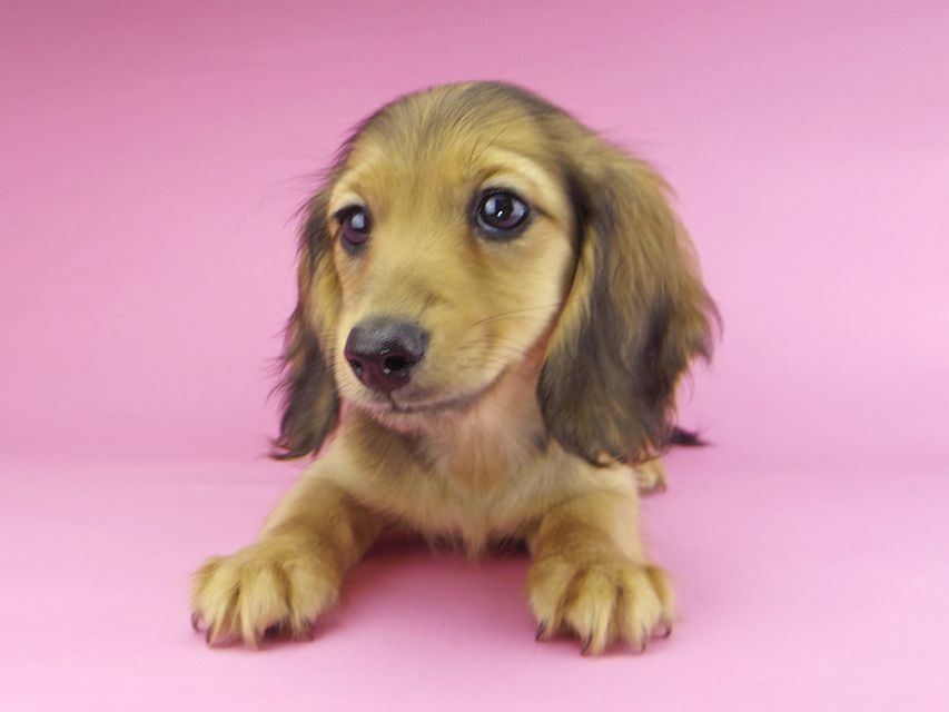 カニンヘンダックスフンド ビーmt & ボンmtの子犬 シェーデットイエロー（シェーデットクリーム） 女の子