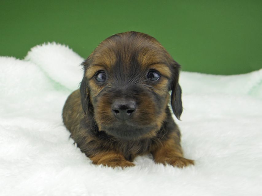 カニンヘン ダックスフンド サファリ & 竹千代 レッド 男の子