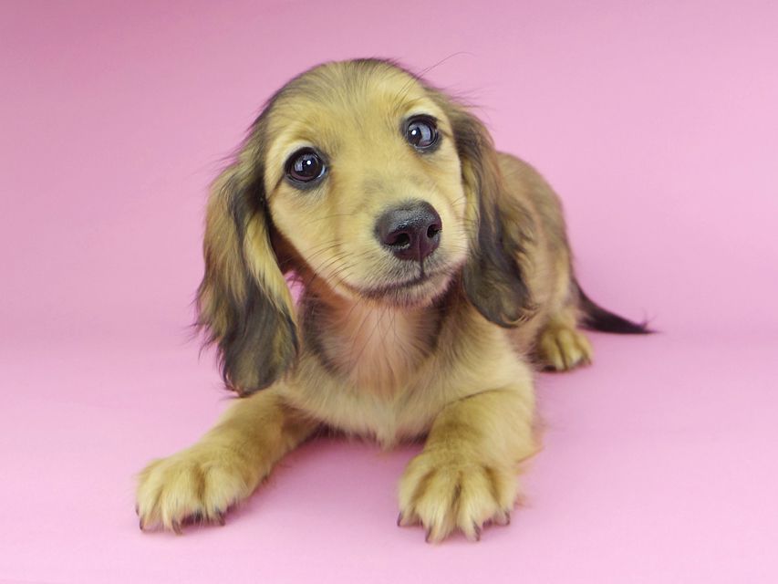 カニンヘンダックスフンド ビーmt & ボンmtの子犬 シェーデットイエロー（シェーデットクリーム） 女の子