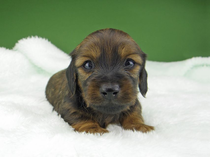 カニンヘン ダックスフンド サファリ & 竹千代 レッド 男の子