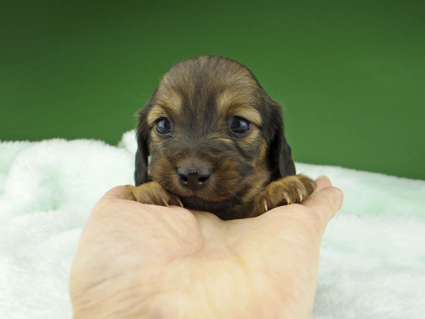 カニンヘン ダックスフンド サファリ & 竹千代 レッド 女の子