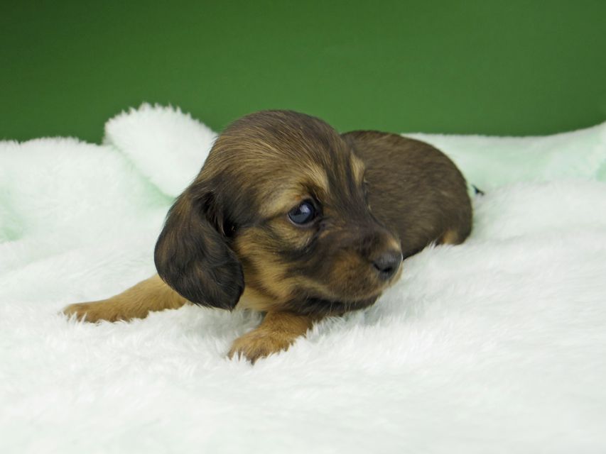 カニンヘン ダックスフンド サファリ & 竹千代 レッド 女の子