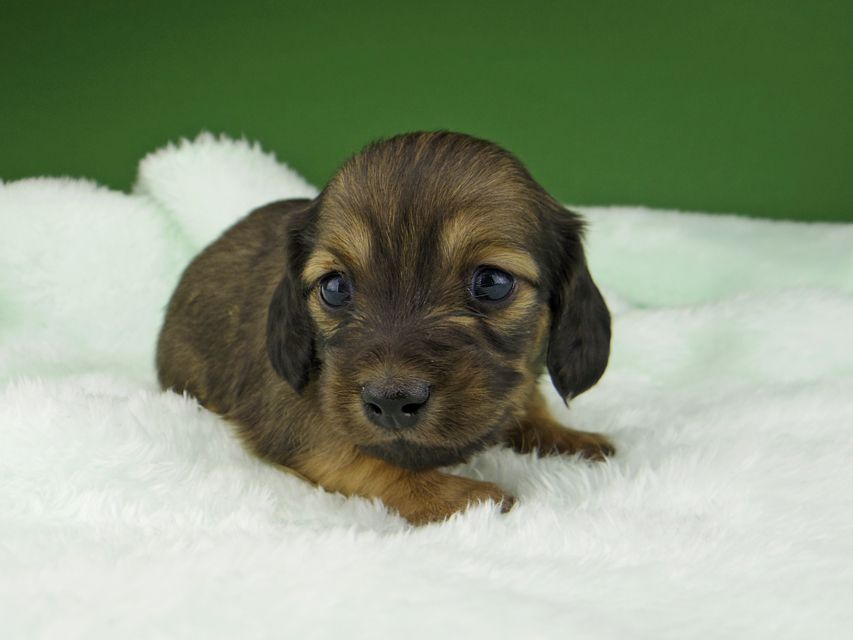 カニンヘン ダックスフンド サファリ & 竹千代 レッド 女の子