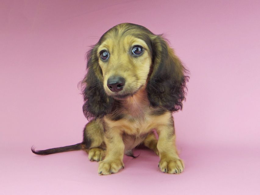 カニンヘンダックスフンド ニコmt & ビルズmtの子犬 シェーデットイエロー(シェーデットクリーム) 男の子_IGP9887 カニンヘンダックスフンド ニコmt & ビルズmtの子犬 シェーデットイエロー(シェーデットクリーム) 男の子