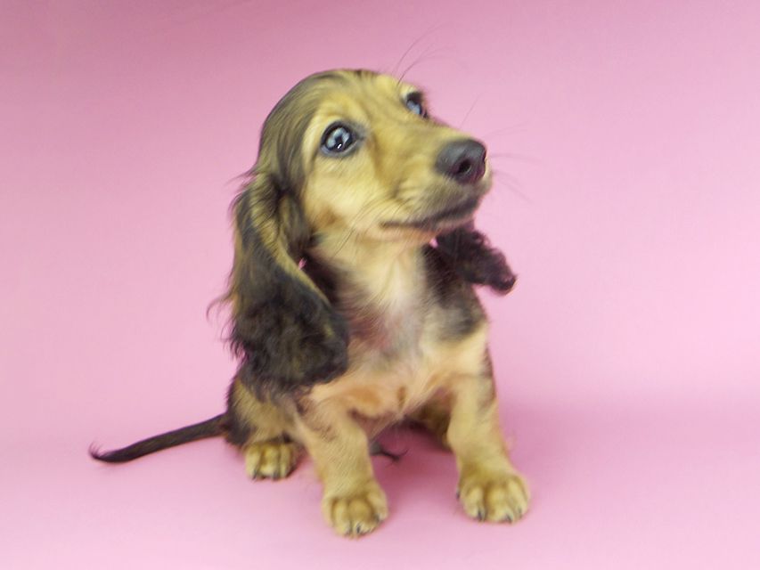 カニンヘンダックスフンド ニコmt & ビルズmtの子犬 シェーデットイエロー(シェーデットクリーム) 男の子_IGP9888 カニンヘンダックスフンド ニコmt & ビルズmtの子犬 シェーデットイエロー(シェーデットクリーム) 男の子