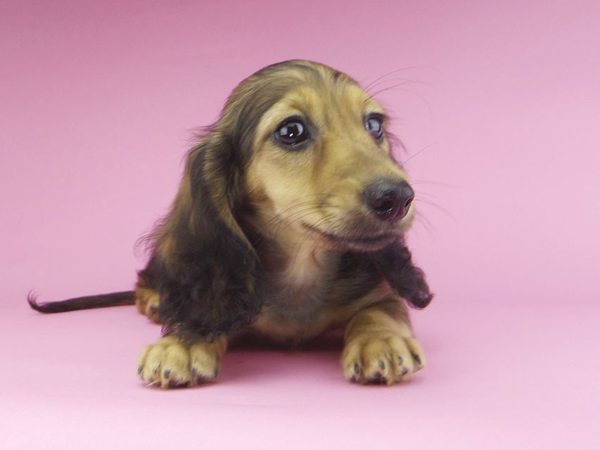 カニンヘンダックスフンド ニコmt & ビルズmtの子犬 シェーデットイエロー(シェーデットクリーム) 男の子_IGP9894 カニンヘンダックスフンド ニコmt & ビルズmtの子犬 シェーデットイエロー(シェーデットクリーム) 男の子