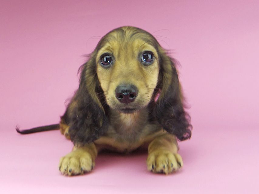 カニンヘンダックスフンド ニコmt & ビルズmtの子犬 シェーデットイエロー(シェーデットクリーム) 男の子_IGP9897 カニンヘンダックスフンド ニコmt & ビルズmtの子犬 シェーデットイエロー(シェーデットクリーム) 男の子