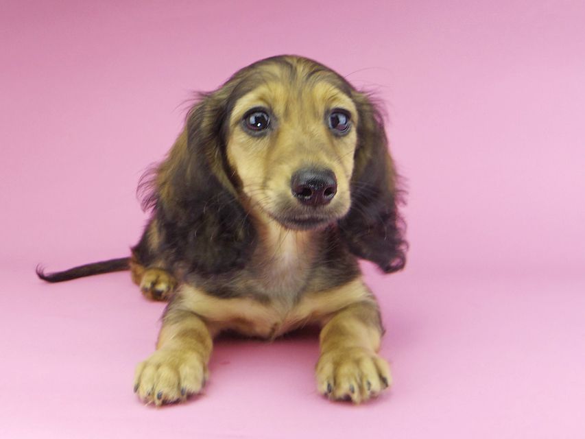 カニンヘンダックスフンド ニコmt & ビルズmtの子犬 シェーデットイエロー(シェーデットクリーム) 男の子_IGP9898 カニンヘンダックスフンド ニコmt & ビルズmtの子犬 シェーデットイエロー(シェーデットクリーム) 男の子