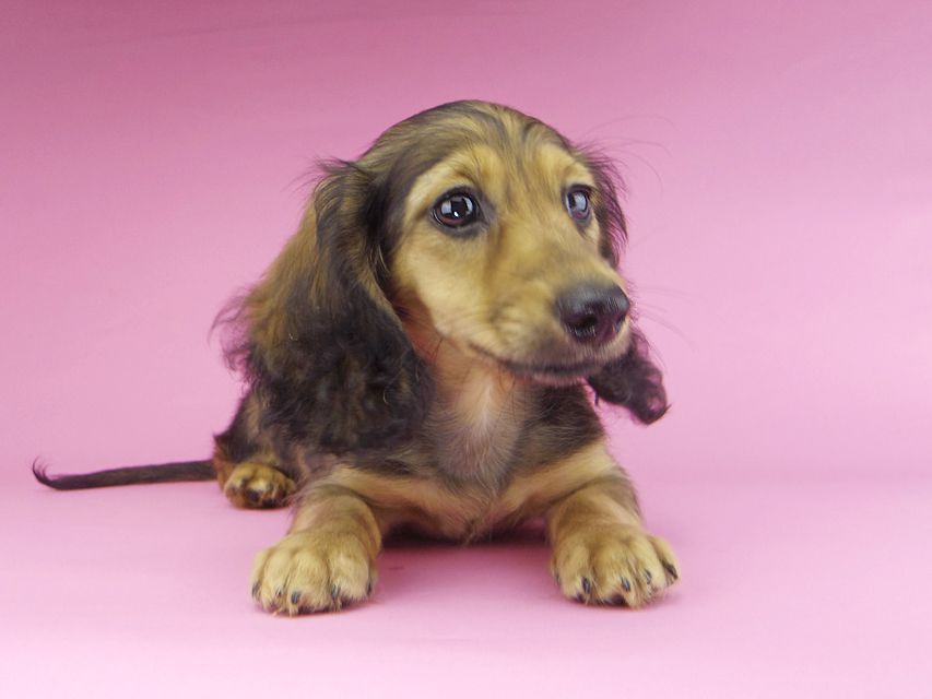 カニンヘンダックスフンド ニコmt & ビルズmtの子犬 シェーデットイエロー(シェーデットクリーム) 男の子_IGP9899 カニンヘンダックスフンド ニコmt & ビルズmtの子犬 シェーデットイエロー(シェーデットクリーム) 男の子