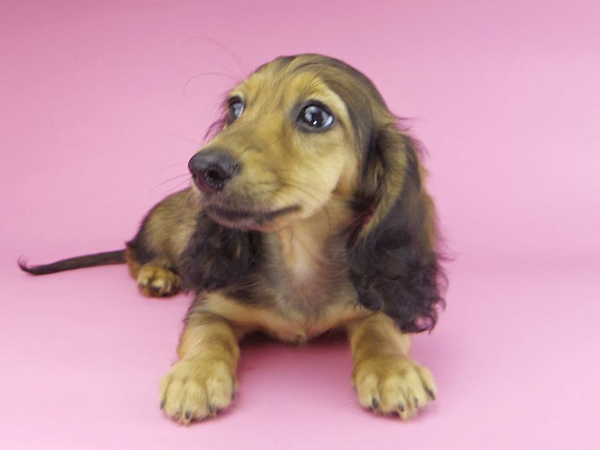 カニンヘンダックスフンド ニコmt & ビルズmtの子犬 シェーデットイエロー(シェーデットクリーム) 男の子_IGP9901 カニンヘンダックスフンド ニコmt & ビルズmtの子犬 シェーデットイエロー(シェーデットクリーム) 男の子