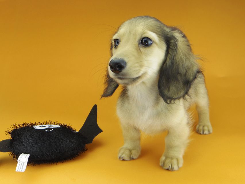 カニンヘンダックスフンド レイmt & アンmtの子犬 シェーデットイエロー（シェーデットクリーム） 男の子