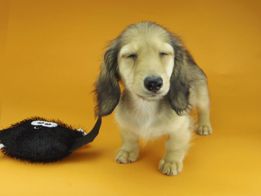 カニンヘンダックスフンド レイmt & アンmtの子犬 シェーデットイエロー（シェーデットクリーム） 男の子