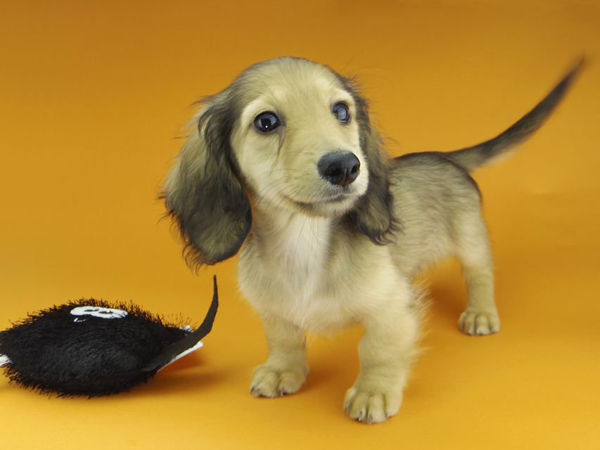 カニンヘンダックスフンド レイmt & アンmtの子犬 シェーデットイエロー（シェーデットクリーム） 男の子