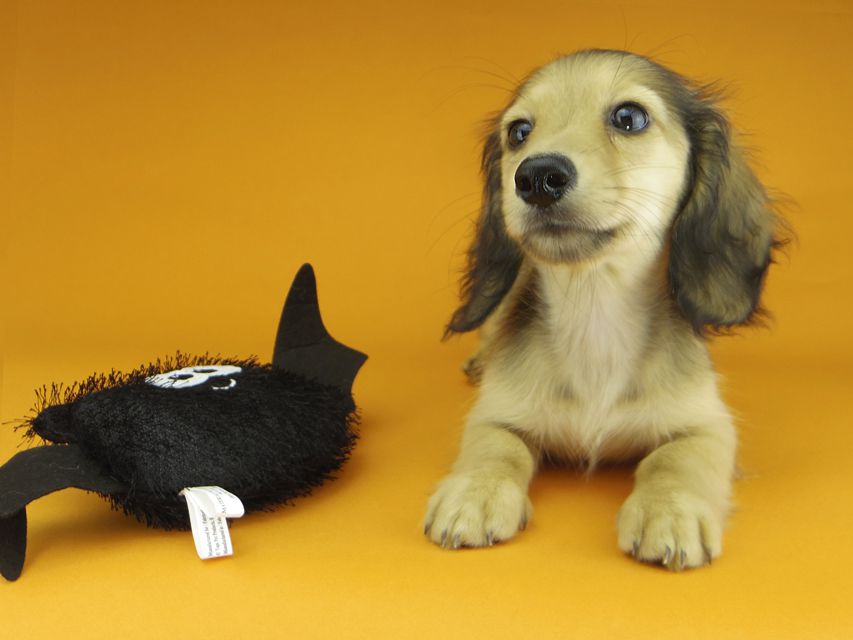 カニンヘンダックスフンド レイmt & アンmtの子犬 シェーデットイエロー（シェーデットクリーム） 男の子