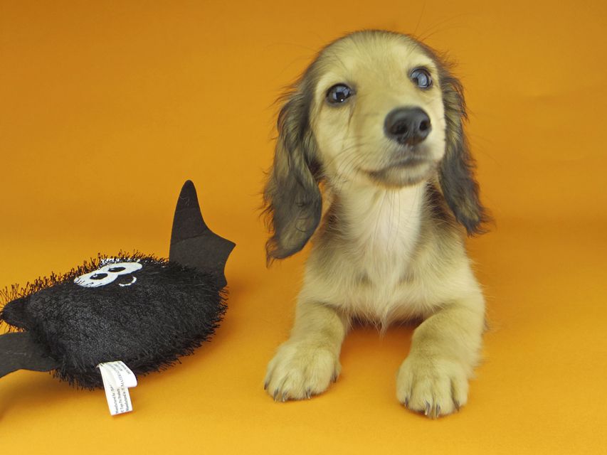 カニンヘンダックスフンド レイmt & アンmtの子犬 シェーデットイエロー（シェーデットクリーム） 男の子