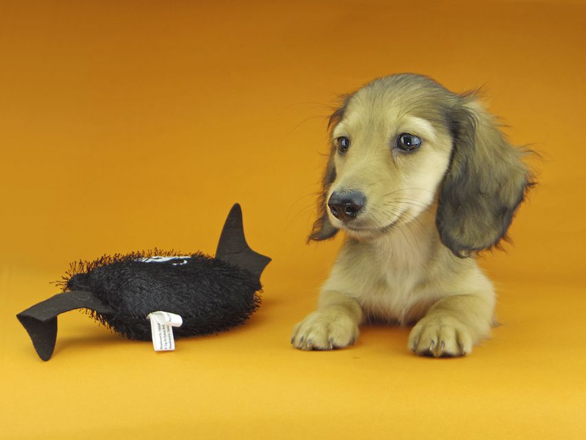 カニンヘンダックスフンド レイmt & アンmtの子犬 シェーデットイエロー（シェーデットクリーム） 男の子