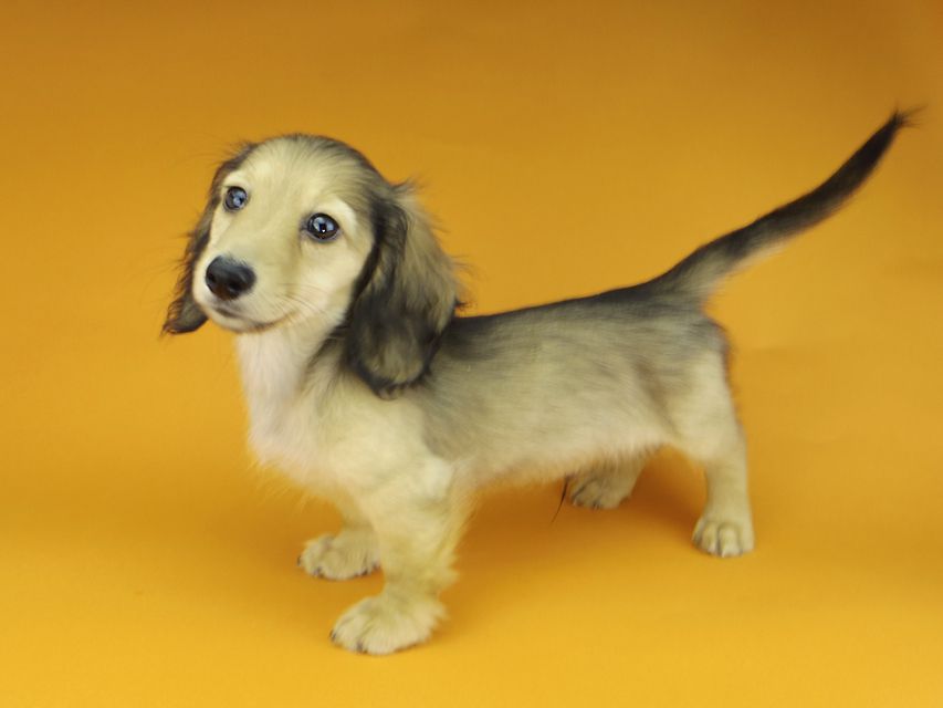 カニンヘンダックスフンド レイmt & アンmtの子犬 シェーデットイエロー（シェーデットクリーム） 男の子