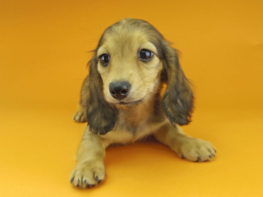 カニンヘンダックスフンド リンmt & ビルズmtの子犬 レディッシュイエロー（シェーデットクリーム） 女の子