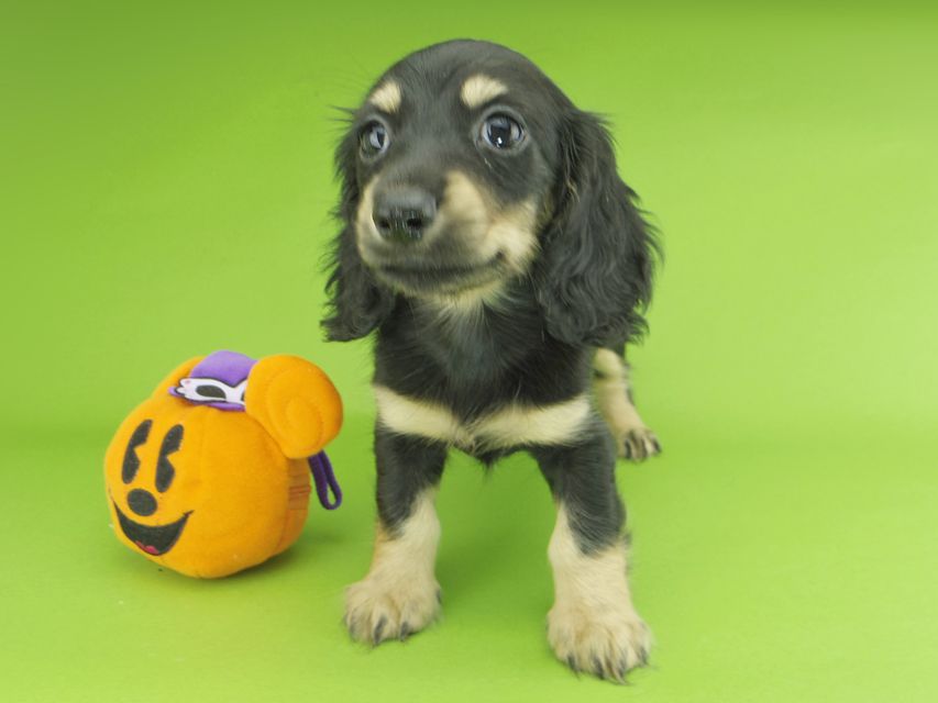 カニンヘンダックスフンド アビスmt & バロンmtの子犬 ブラックイエロー(ブラッククリーム) 女の子_IGP9953 カニンヘンダックスフンド アビスmt & バロンmtの子犬 ブラックイエロー(ブラッククリーム) 女の子